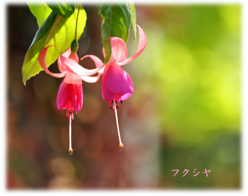 フクシヤ