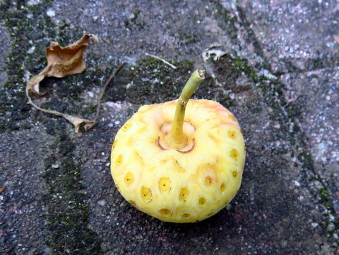 ご近所の常緑ヤマボウシの果実が黄色に熟れて歩道にポトン ポトンと落ちだしました 三田のいのしし 見て歩き日記 楽天ブログ