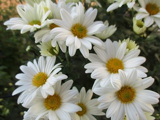 IMG_2639ss.jpg
