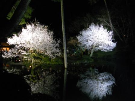 2013兼六園の夜桜.jpg