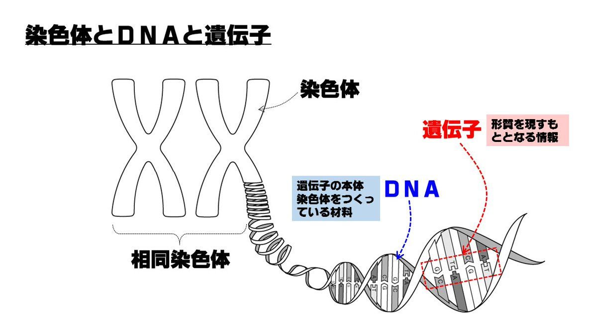 染色体 dna 違い