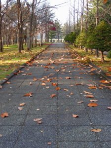 2017-10-28ochiba (1).JPG