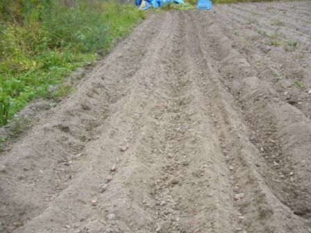 生子植え付け２０１２　1