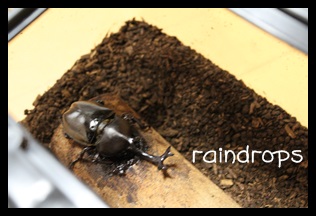 カブトムシ