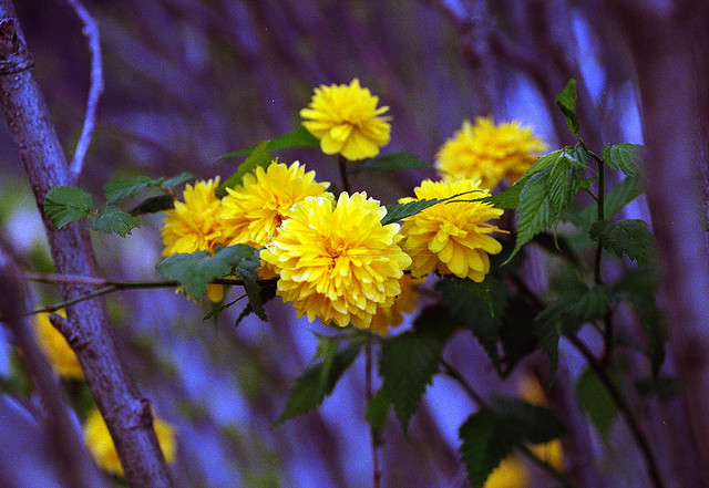 Shoichi Masuhara.jpg