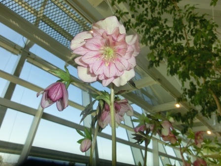 アシュードプリマドンナ１