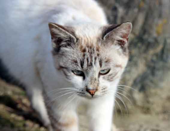 我が家のニャンコ♪2013/12/12-3