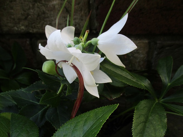 IMG_8622ss.jpg