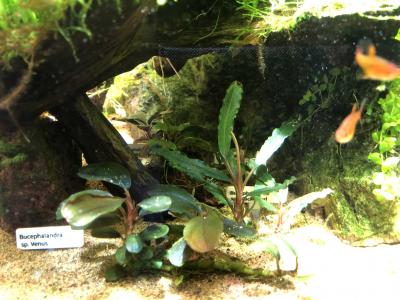 Bucephalandra sp.magician水槽内全て大小合わせて約50株 Bucephalandra sp.magician水槽内全て大小合わせて約50株
