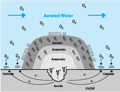 r_update_biofilmfig12.gif