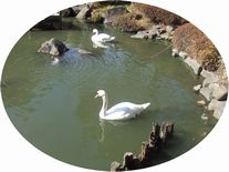 20120219_白鳥.JPG