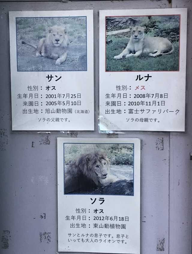 サンの加齢(ライオン) | 今日は誰と会えるかな だいたい東山動植物園