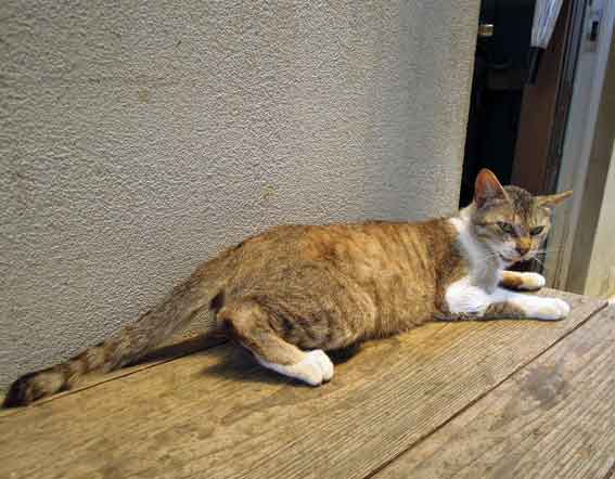 我が家のニャンコ♪2013/5/27-2