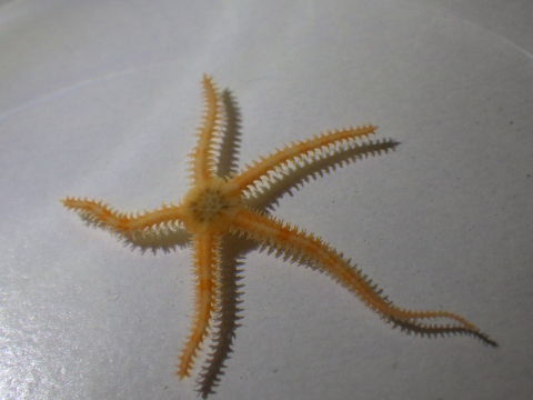 深海性クモヒトデ3　水深350mの沈木の生体　熊野灘