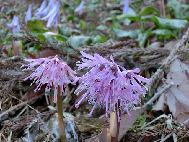 hana240407ショウジョウバカマ