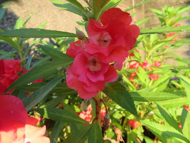 鳳仙花 ホウセンカ ゴーヤの花と実 スイカの花と実 写真あり 私の好きな花 楽天ブログ