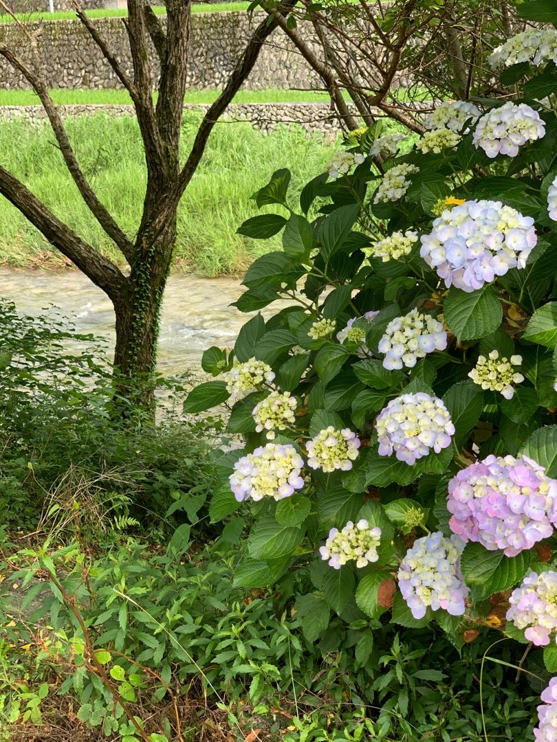 愛媛渓流釣り野郎！湯山川！松山市！石手川！  愛媛渓流釣り野朗 