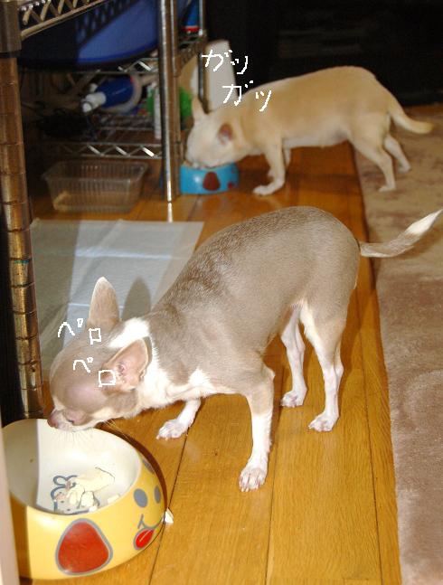 DSC_0108.JPG