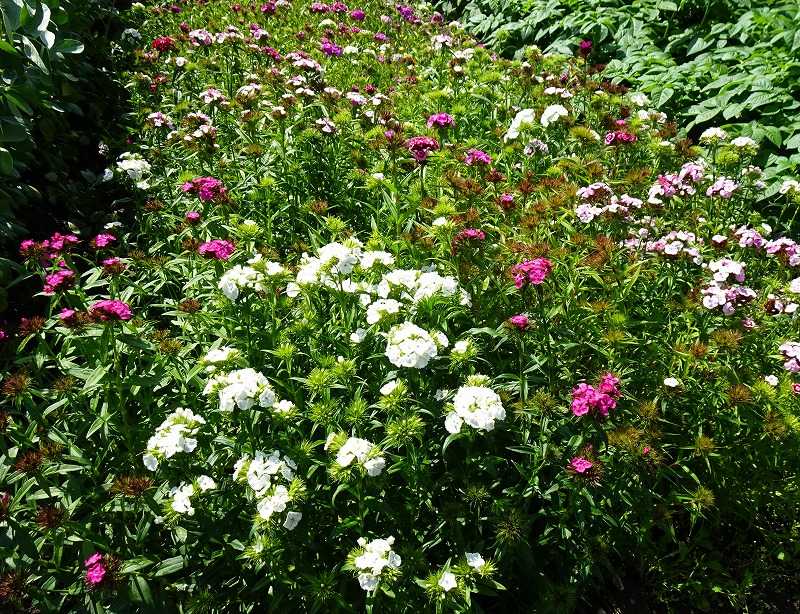 4月30日 今日の一花 ダイアンサス Gazengamaのブログ 散歩中に出合った花と趣味の陶芸作品 楽天ブログ