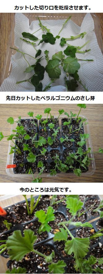 ゼラニウムの挿し芽つくり