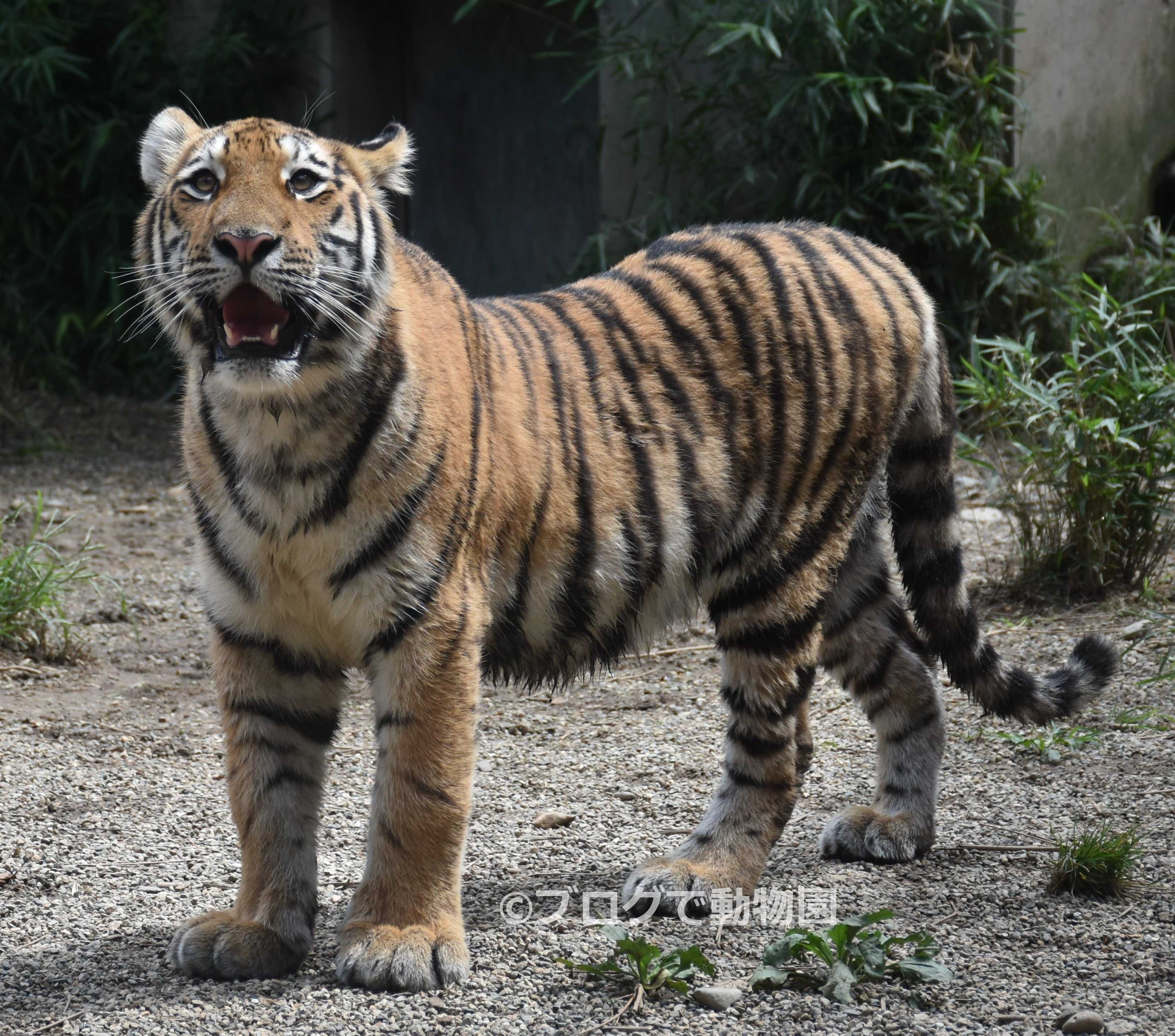 アムールトラ ブログで動物園 楽天ブログ