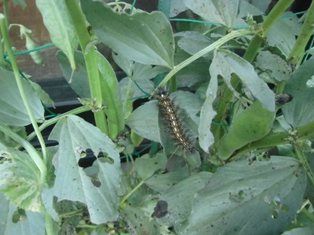 そら豆の葉に毛虫発見 ほっこり家庭菜園 楽天ブログ