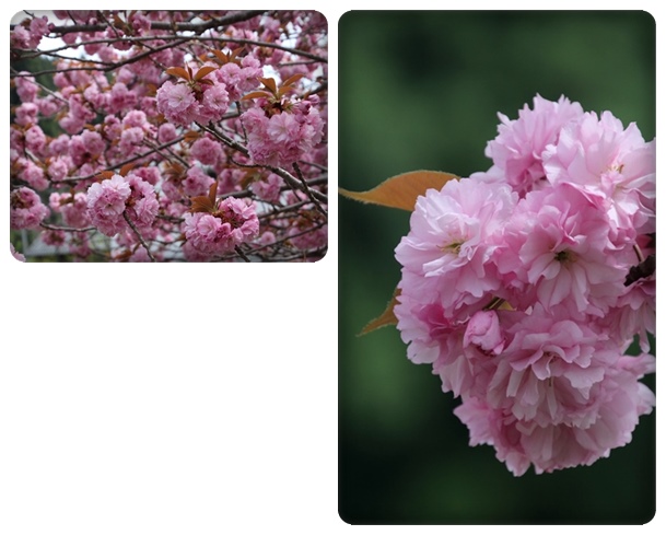 パーク獅子吼-5 関山 16.4.20