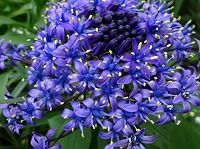 ３月１３日の誕生花 シラー ペルビアナの花言葉 多感な心 青紫色の星形の花が見せる 寂しさ と 哀れ 弥生おばさんのガーデニングノート 花と緑の365日 楽天ブログ