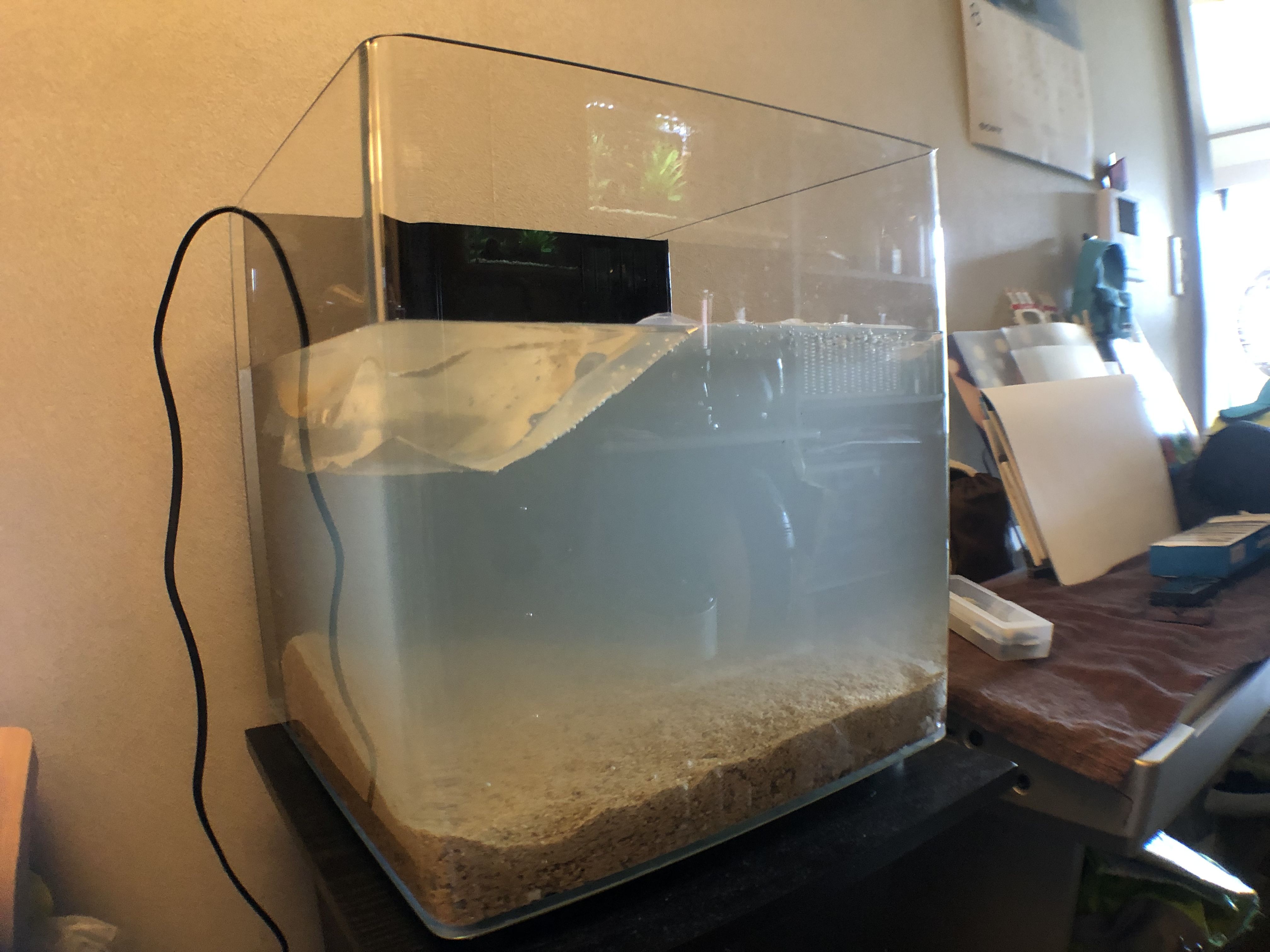 海水水槽セット︎初心者でもOK！やりたかった方是非！