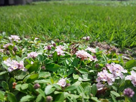 クラピアｋ７の花丈が低いのは長所になるのか 緑の温もりを感じる庭づくり 北限のクラピア 楽天ブログ