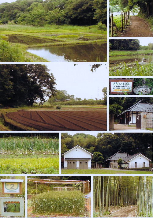 茅ヶ崎里山公園04