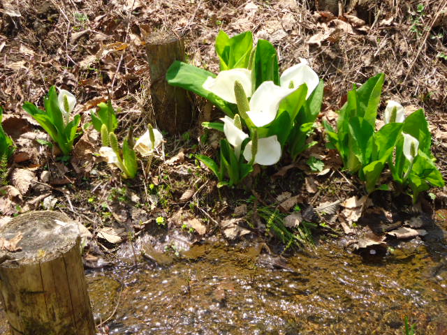 DSC01046.JPG