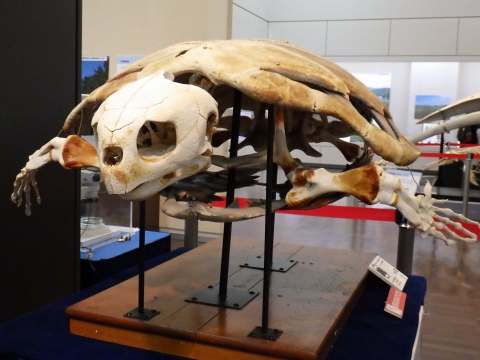 大阪市立自然史博物館2017年7月中旬10　アカウミガメ（Caretta caretta）の骨格標本