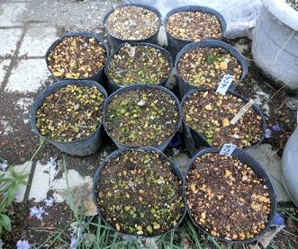 ダリアの発芽 のんびりガーデニング 楽天ブログ