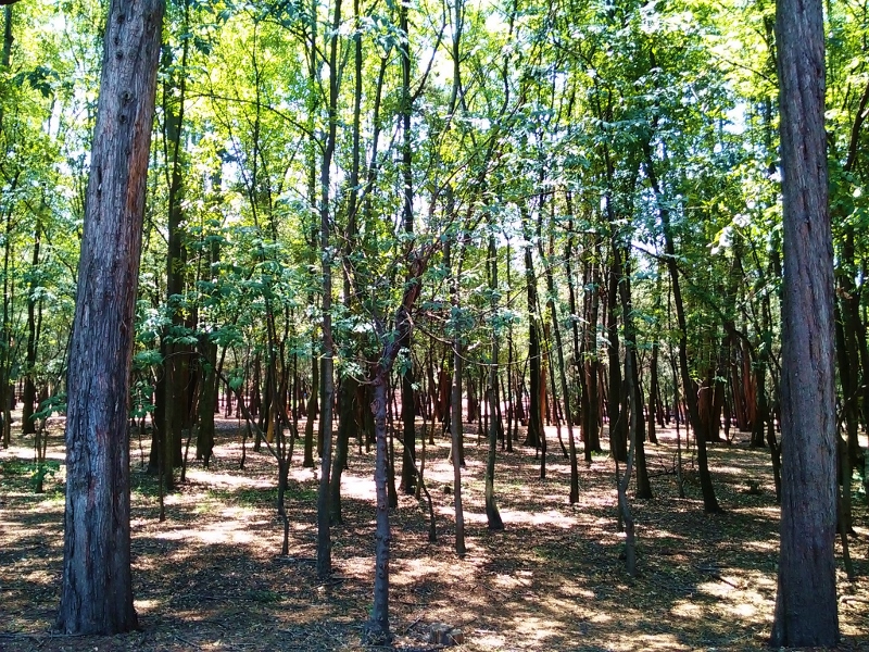escenario previsorio