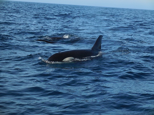 シャチ２.jpg