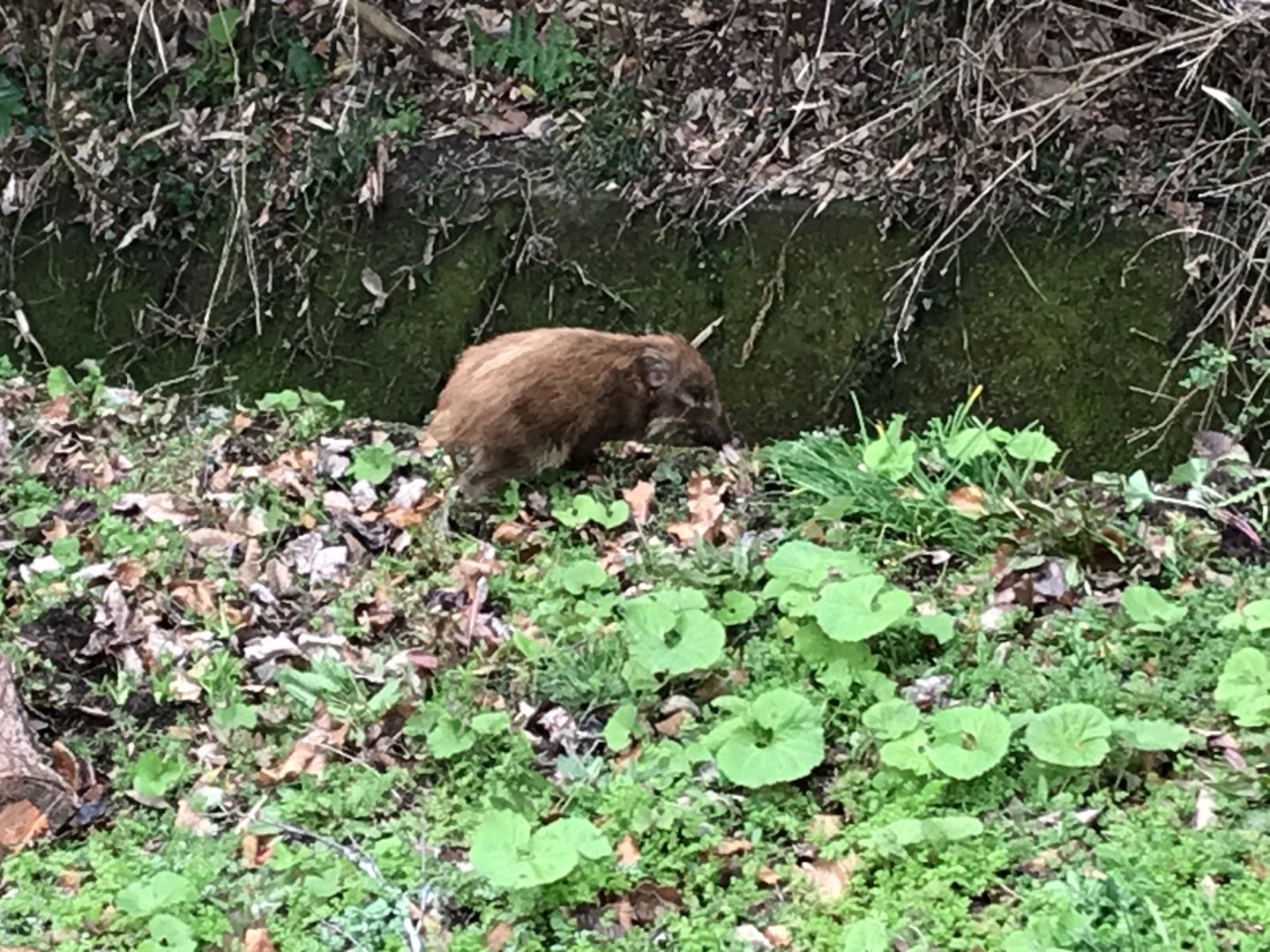 今年も出ました イノシシ のん木ぶろぐ 楽天ブログ