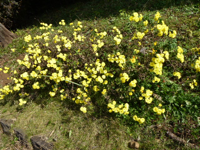 105 遊歩道の菊