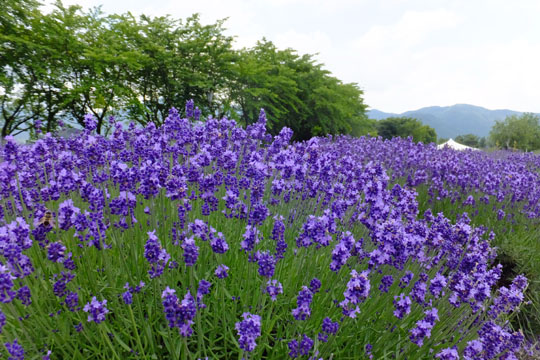 DSCF6018.jpg