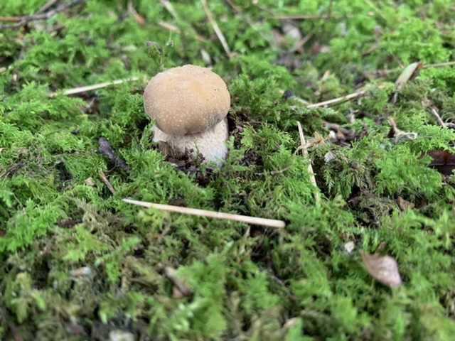 ムラサキヤマドリタケとヤマドリタケモドキの季節到来🍄 | papuchi