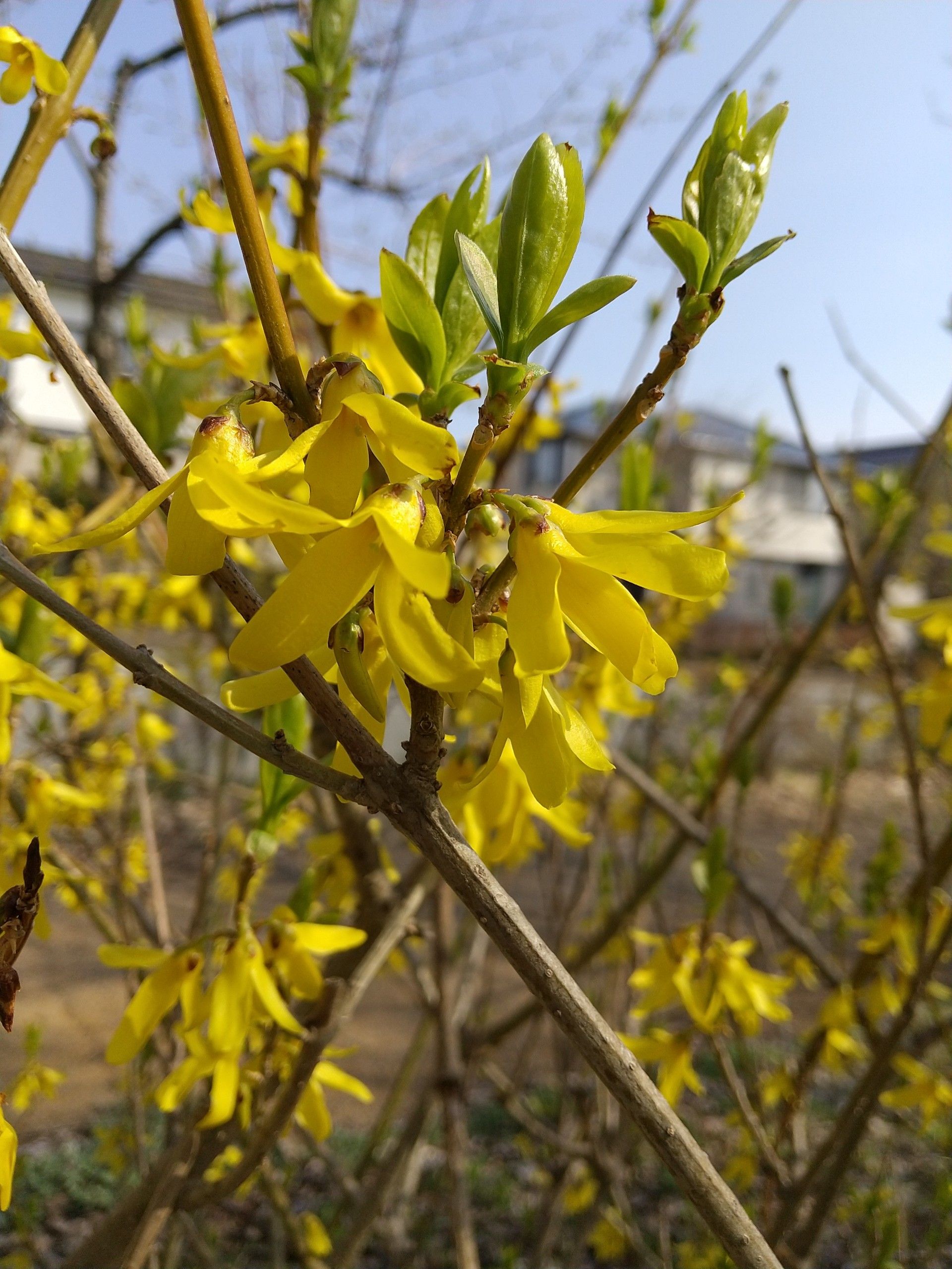 レンギョウの花 みどりの散歩道 樹木と野草と秋田の自然 楽天ブログ