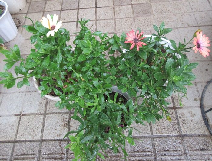 雨 オステオスぺルマムの挿し木とマリーゴールドの植え替え 狭い庭を花いっぱいにする育て方 楽天ブログ