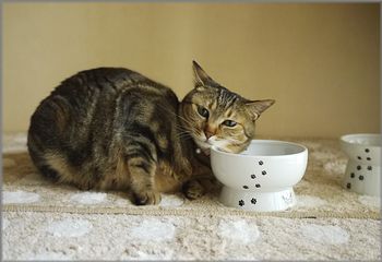 寝にくいったらないわ