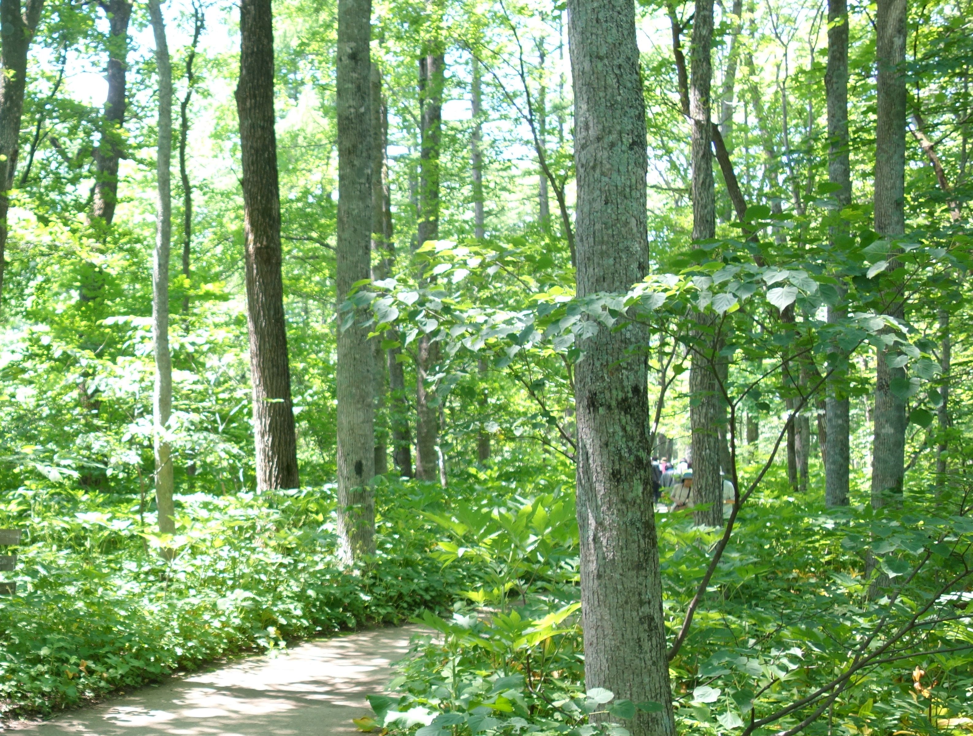 森の緑ときれいな水の十勝千年の森に行ったよ。(ガーデン街道北海道) げんそうてきなの旅行と花一部栽培している野菜とパッチワーク 楽天ブログ