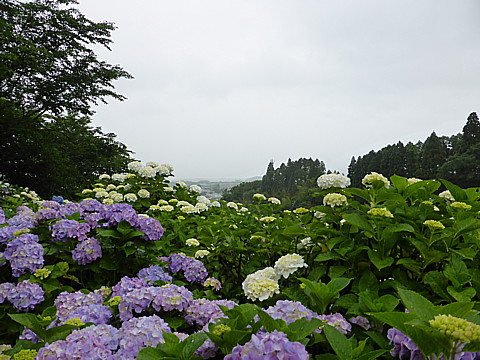 P1270567.jpg