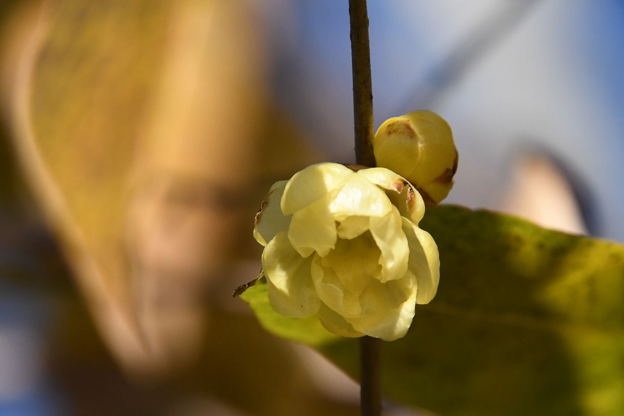初詣は高尾山 蝋梅の花 Himekyonの部屋 楽天ブログ