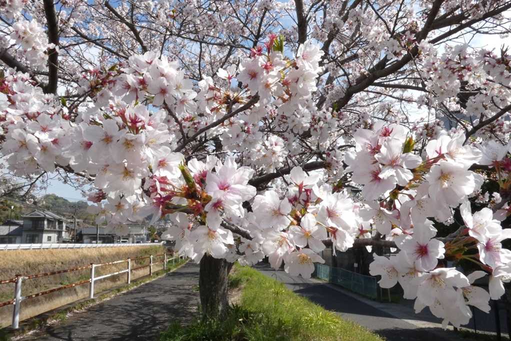 515