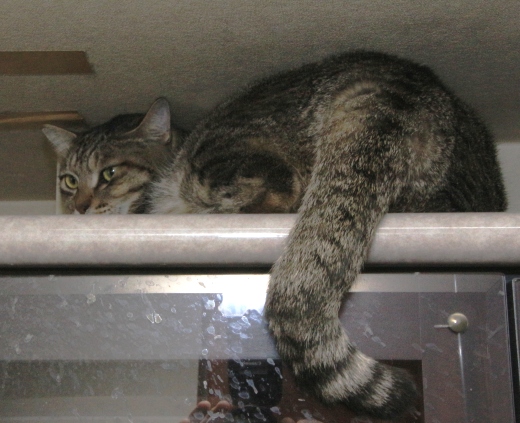 20160420ﾙﾅ03.jpg