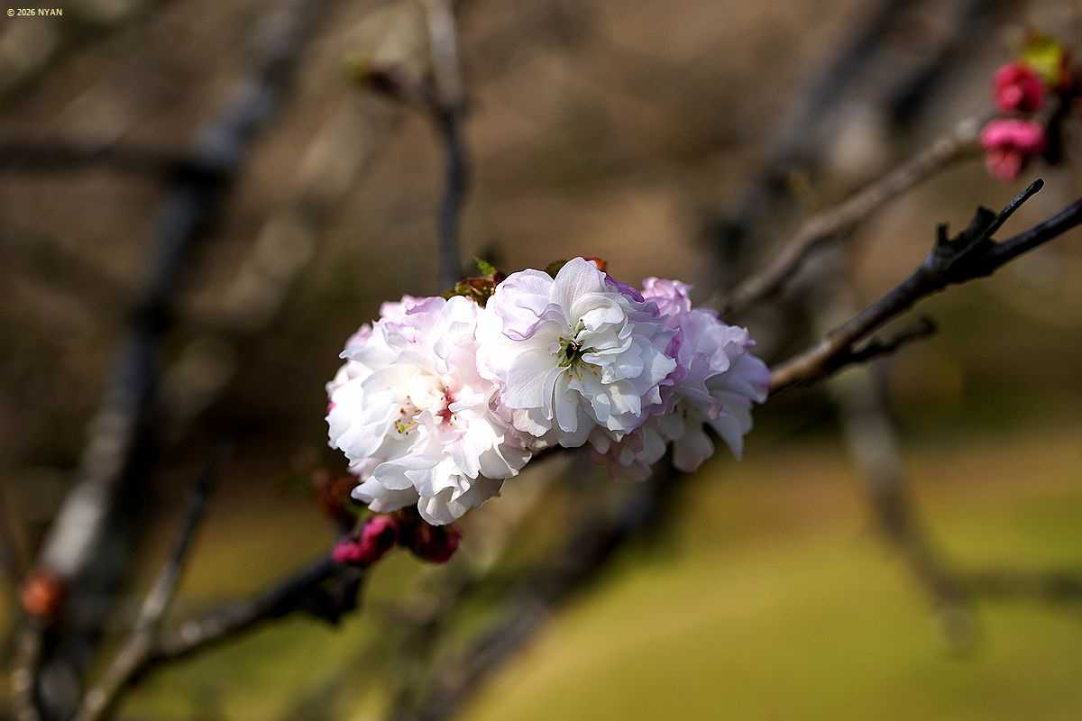 ヒナギクザクラ（雛菊桜、バラ科）