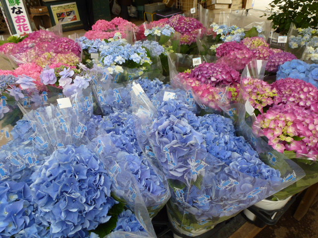 742 紫陽花
